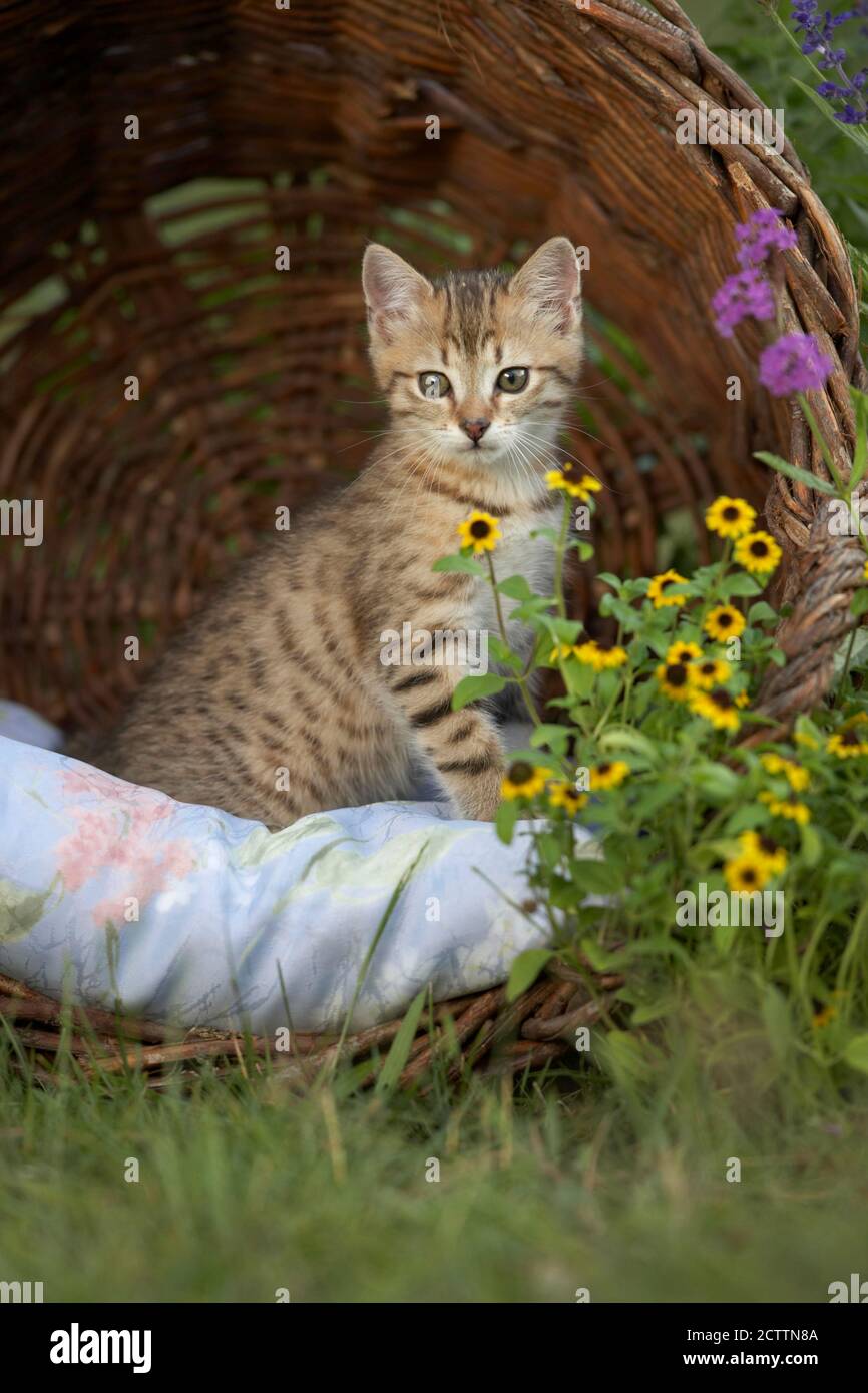 Hauskatze. Gattino in un cesto di vimini in un giardino fiorito. Foto Stock