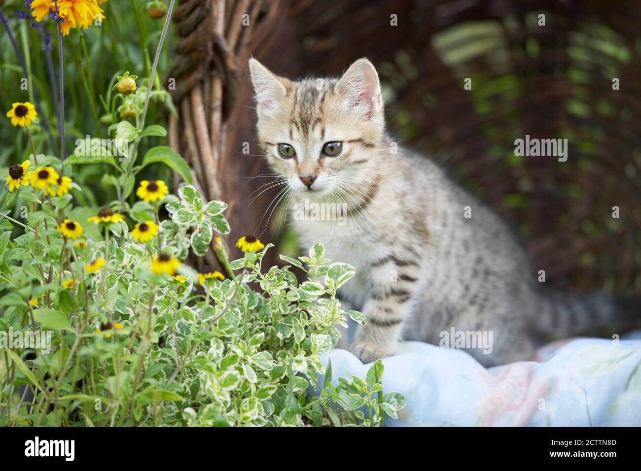 Hauskatze. Gattino in un cesto di vimini in un giardino fiorito. Foto Stock