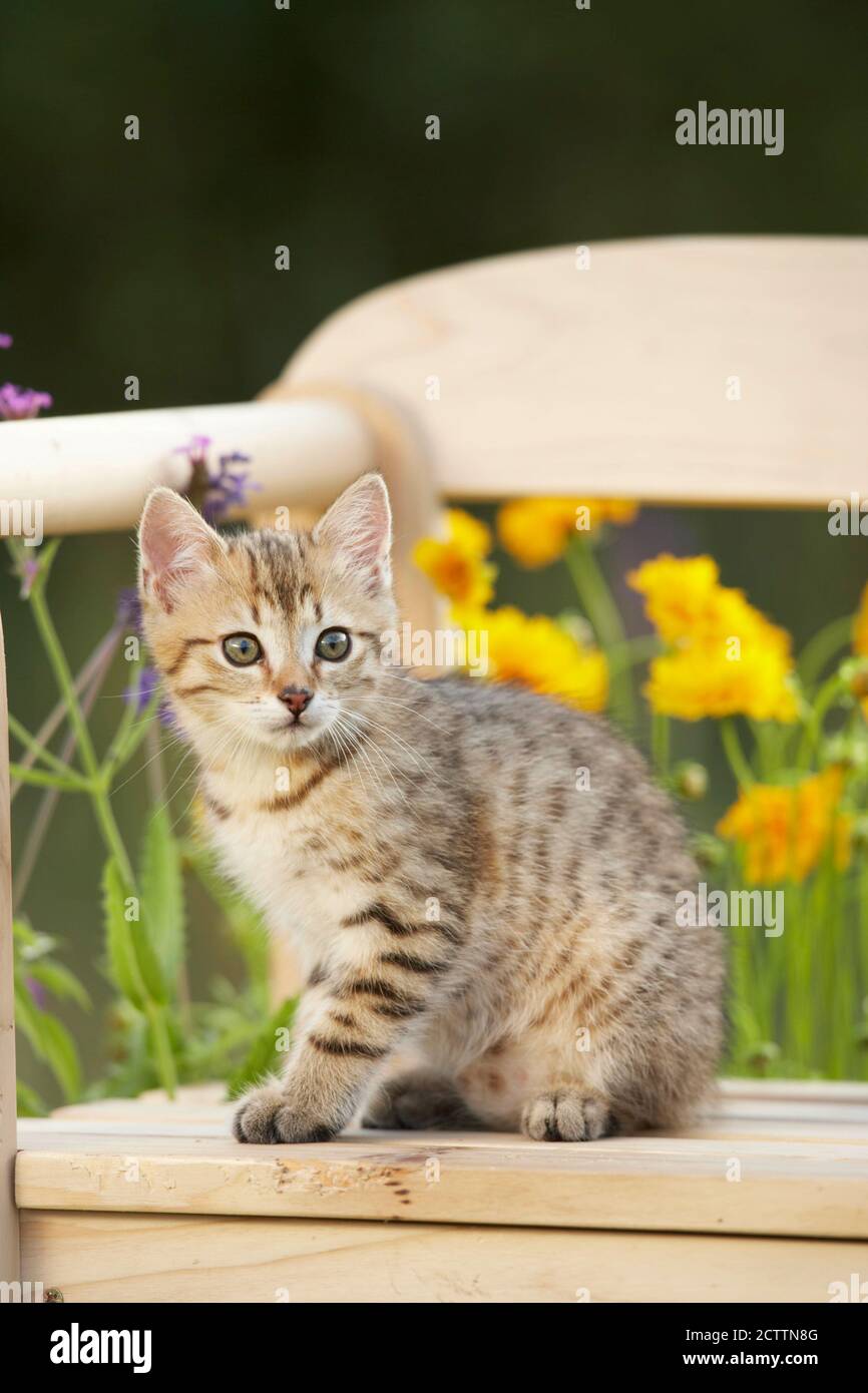 Gatto domestico. Gattino Tabby seduto su una panchina di legno in un giardino fiorito. Foto Stock