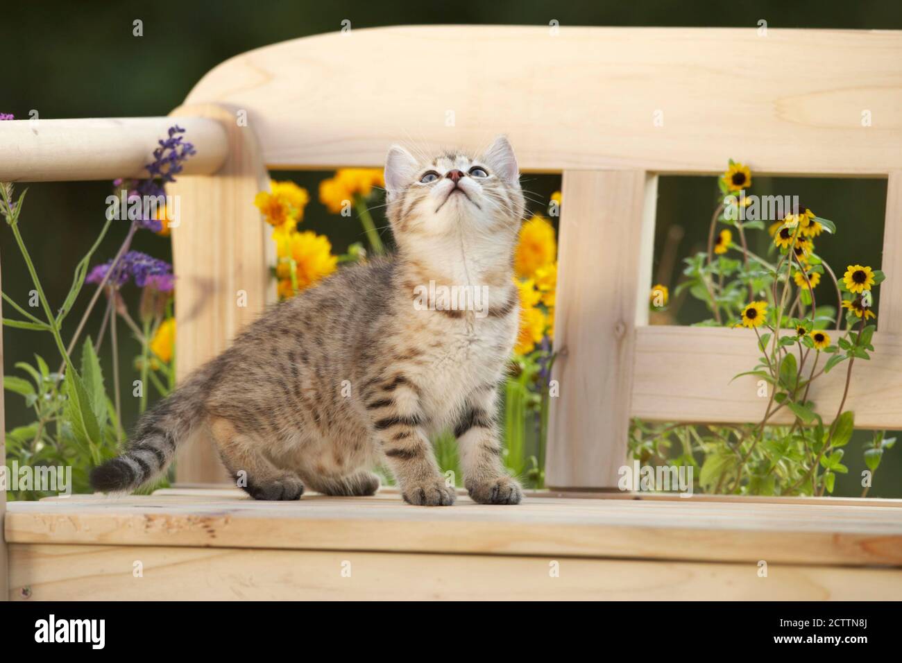 Gatto domestico. Gattino Tabby su una panchina di legno in un giardino fiorito. Foto Stock
