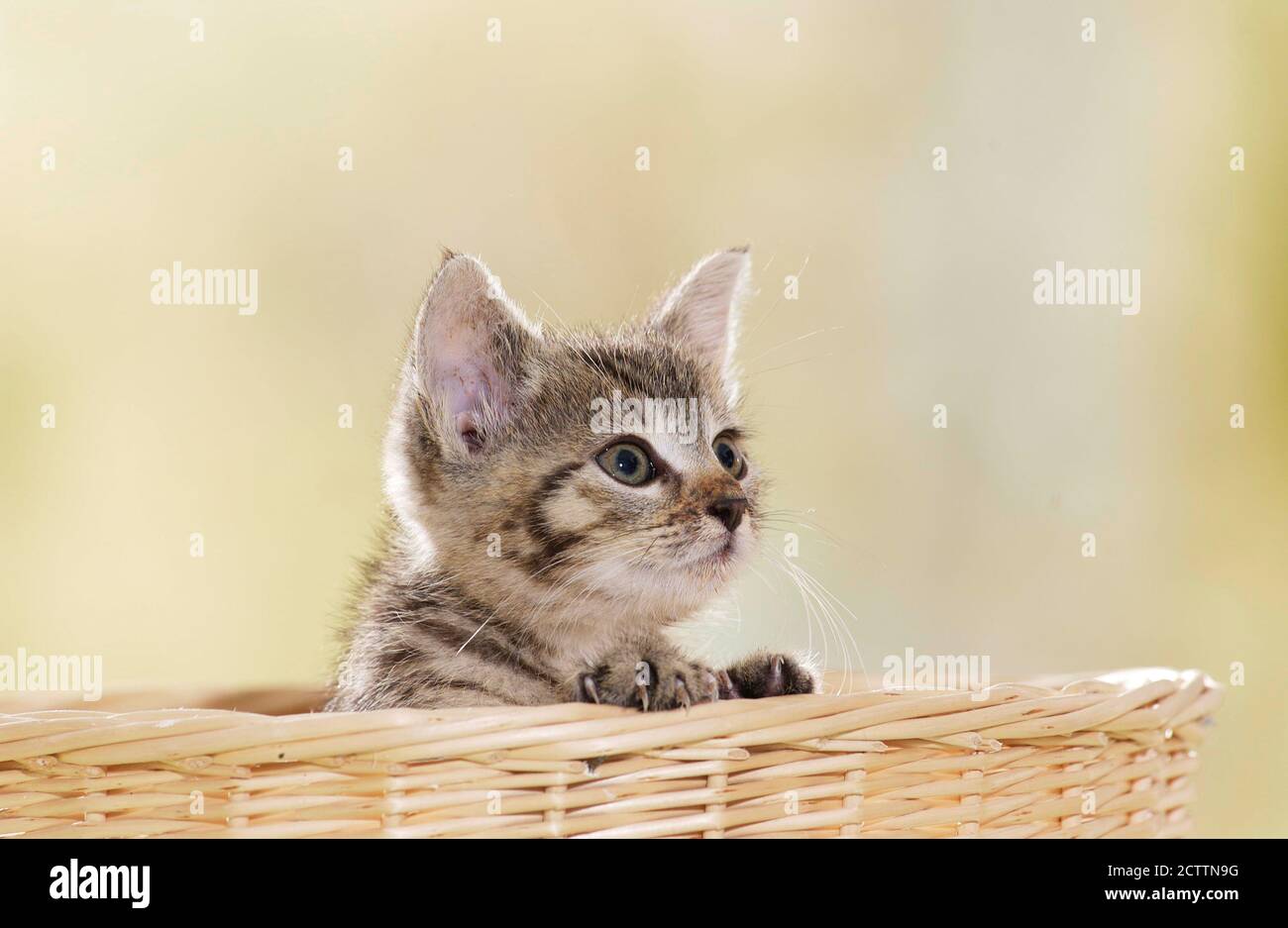 Gatto domestico. Gattino Tabby in un cestino di vimini. Foto Stock