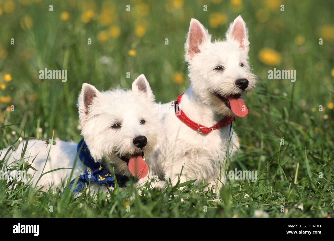 West Highland White Terrier. Madre e cucciolo su un prato. Foto Stock