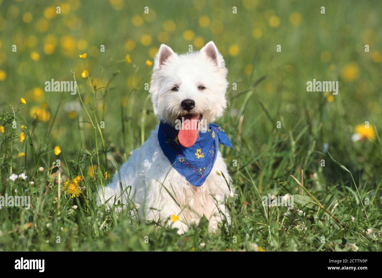 West Highland White Terrier. Cane adulto seduto su un prato. Foto Stock