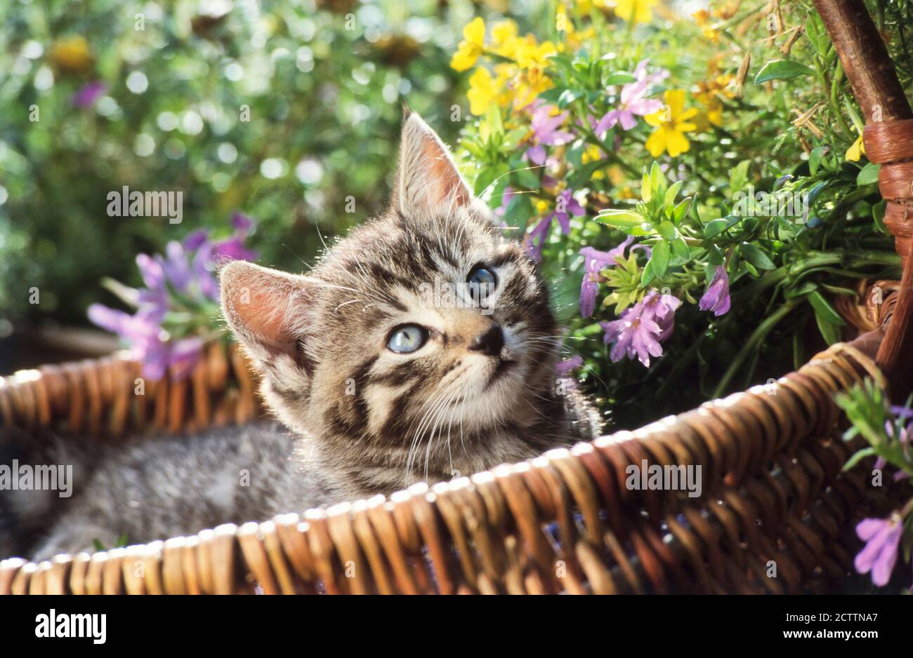 Gatto domestico. Gattino Tabby in un cesto di vimini in un giardino fiorito. Foto Stock