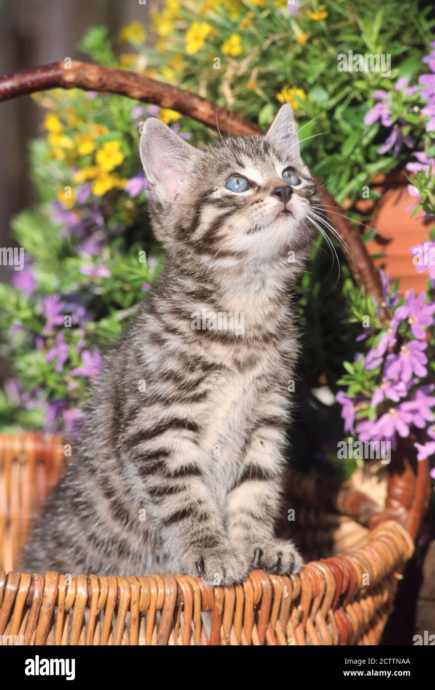 Gatto domestico. Gattino Tabby in un cestino di vimini in un giardino fiorito. Foto Stock