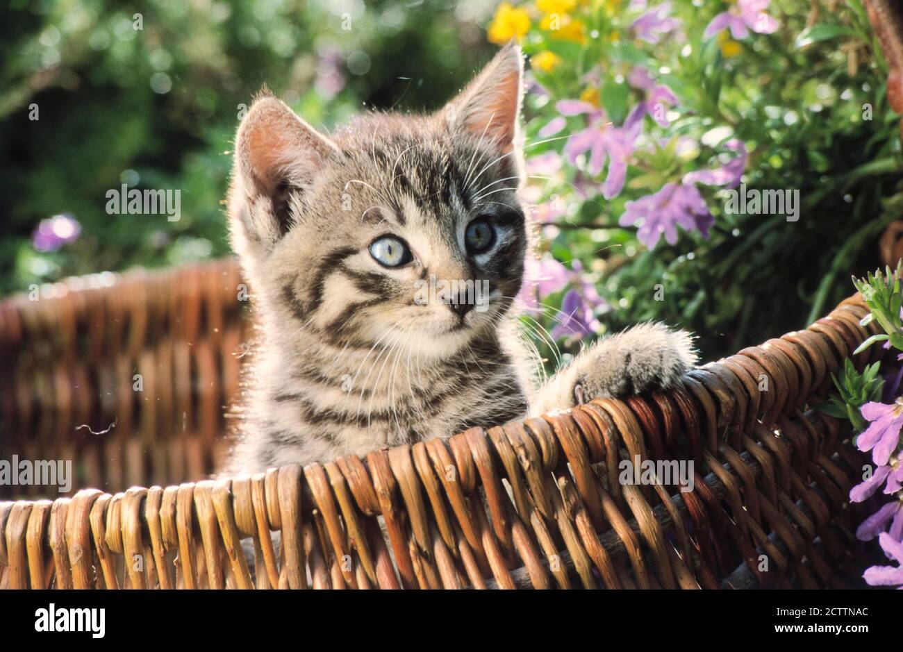 Gattino in un cesto di vimini in un giardino fiorito. Foto Stock