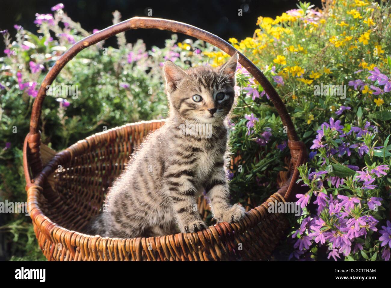 Gattino in un cesto di vimini in un giardino fiorito. Foto Stock