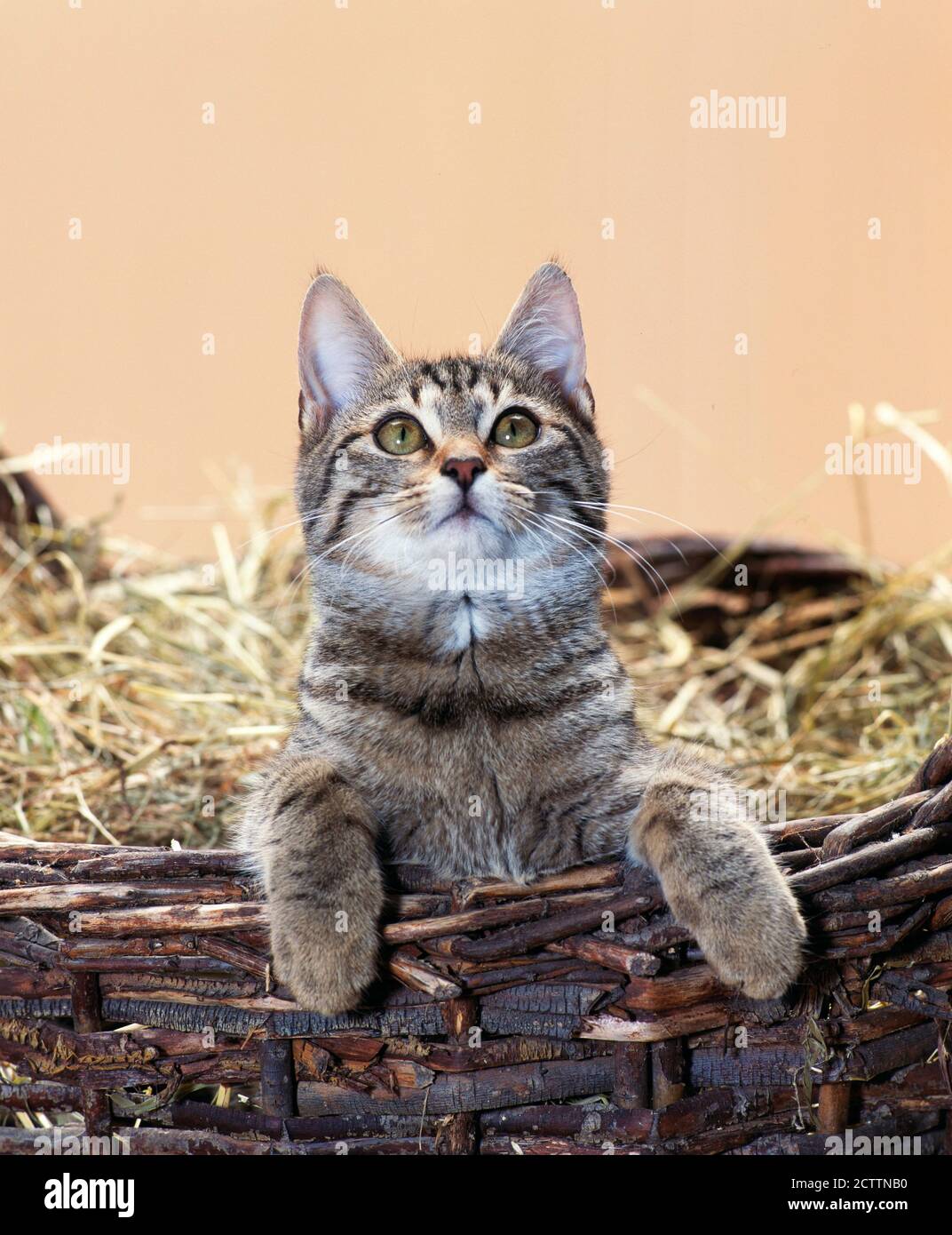 Nazionale Cat. Gattino in un cesto di vimini riempito di fieno. Foto Stock