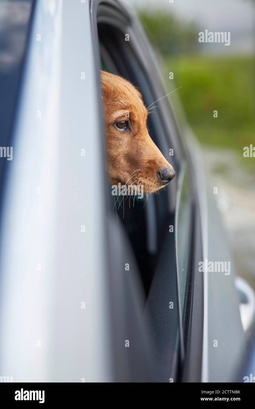 Golden Retriever. Il cucciolo si affaccia dalla finestra di un'auto. Foto Stock