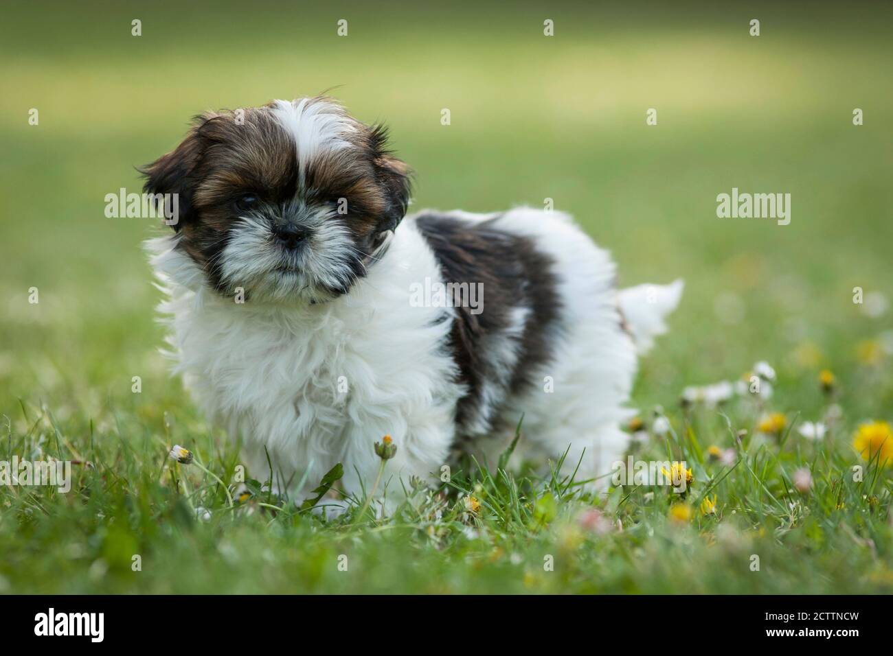 Shih Tzu. Cucciolo in piedi su un prato. Foto Stock