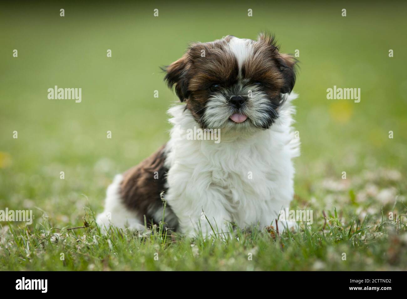 Shih Tzu. Cucciolo seduto su un prato. Foto Stock