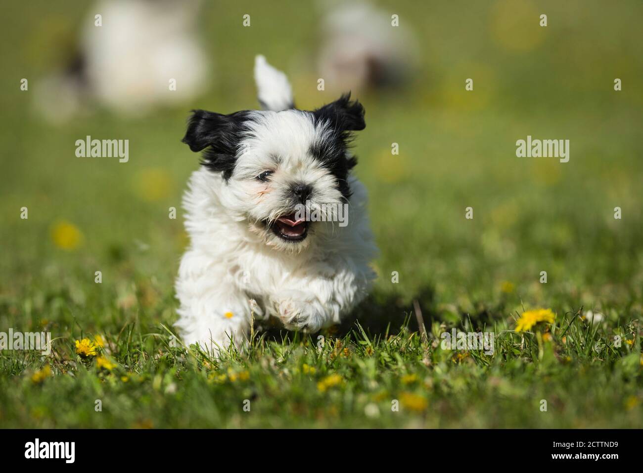 Shih Tzu. Cucciolo che corre su un prato. Foto Stock