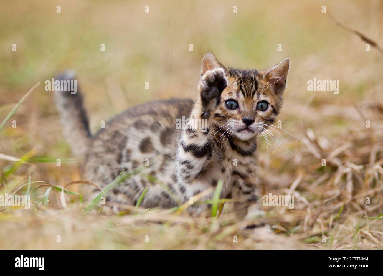 Gatto bengala. Un gattino con la zampa anteriore sollevata in erba. Foto Stock
