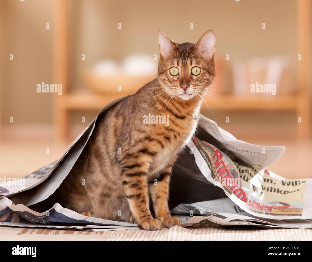 Gatto bengala guardando fuori da un giornale. Foto Stock