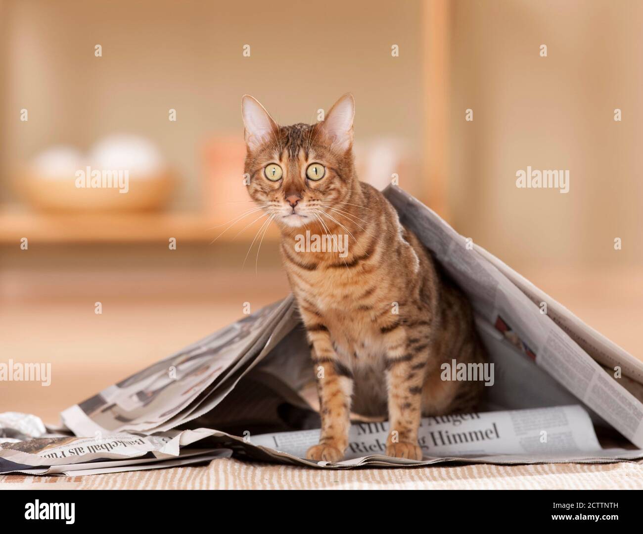 Gatto bengala guardando fuori da un giornale. Foto Stock