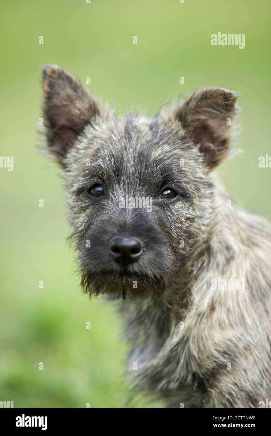 Cairn Terrier. Ritratto di un cucciolo. Foto Stock