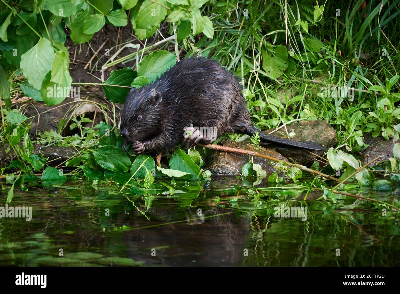 Castoro europeo (fibra di Castor). Giovani su una riva del fiume, nutrendo. Foto Stock