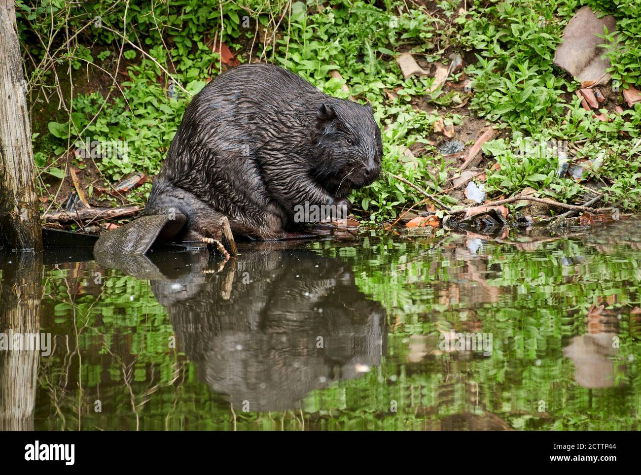 Castoro europeo (fibra di Castor). Adulto su una riva del fiume. Foto Stock