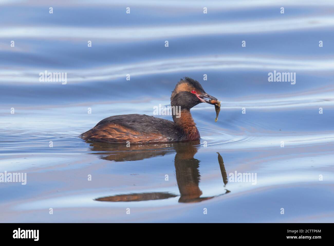 Greto slavone (podiceps auritus). Adulto sull'acqua con un pesce nel suo becco. Myvatn, Islanda Foto Stock