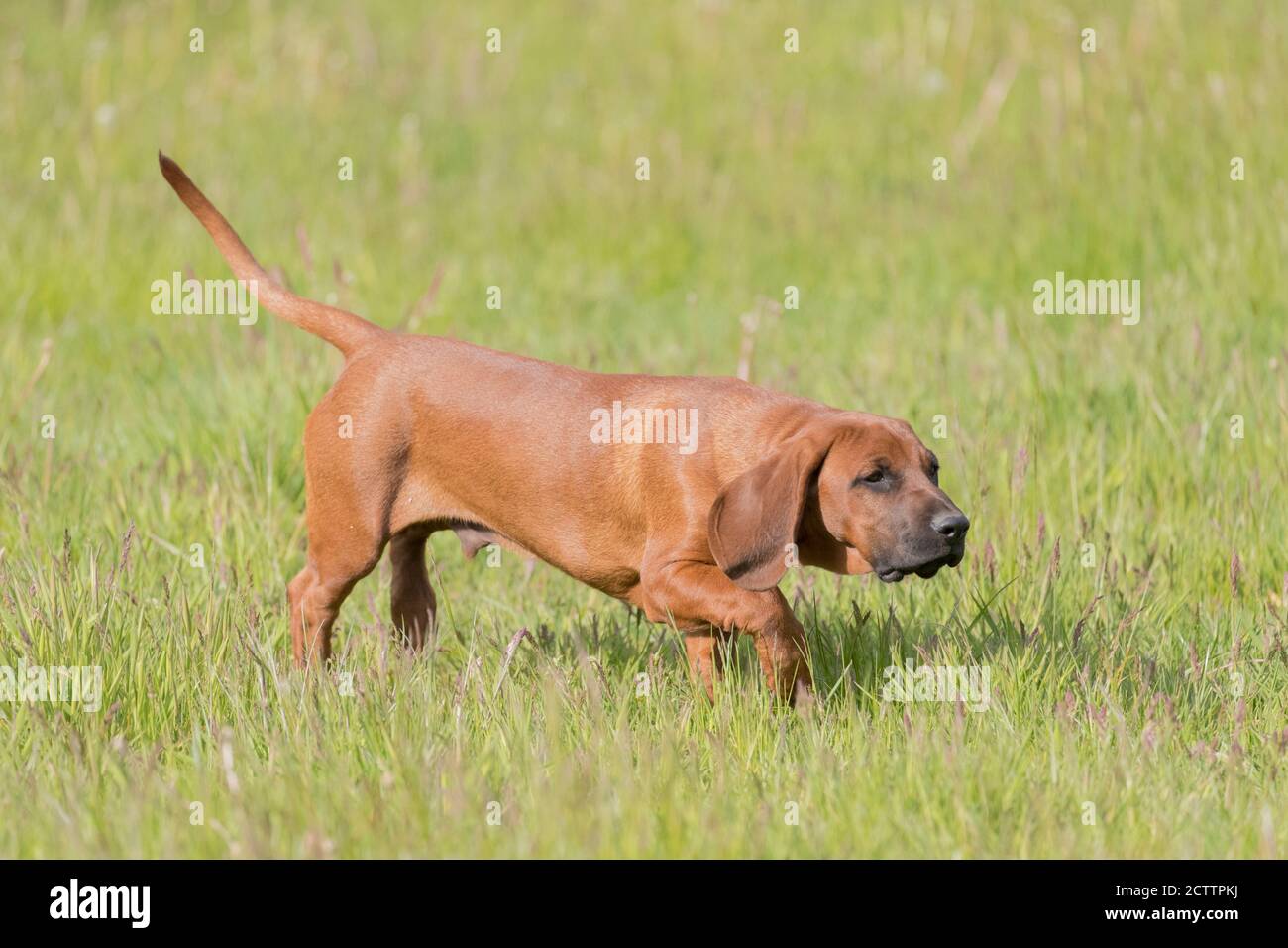 Montagna bavarese Hound. Cucciolo che cammina su un prato trainato ferito gioco. Foto Stock
