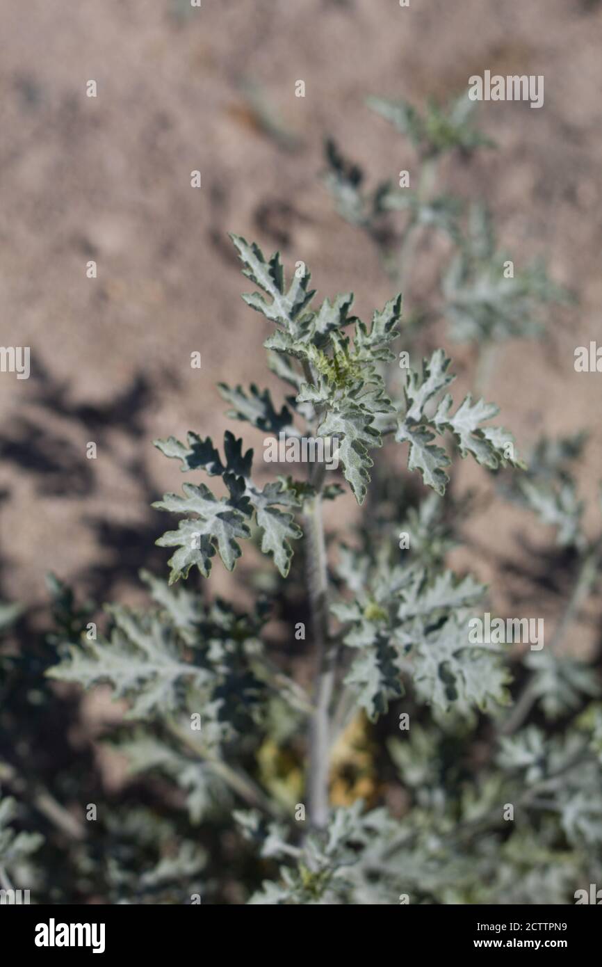 Foglie lobate verdi, borsa annuale, Ambrosia Acanthicarpa, Asteraceae, monoecie native annuali, Palme ventinine, deserto del Mojave Sud, Primavera. Foto Stock