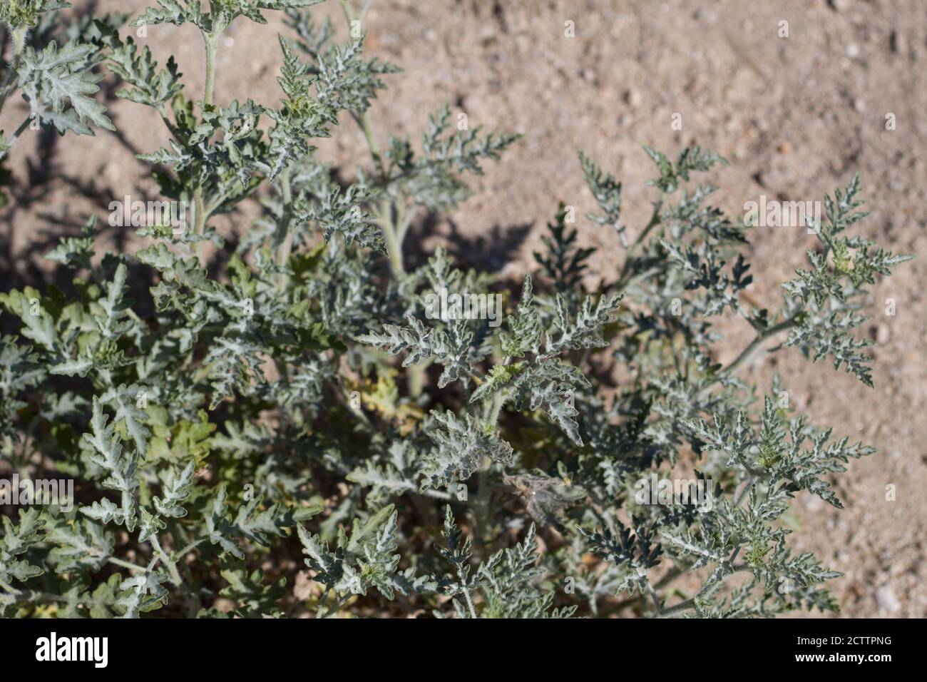 Foglie lobate verdi, borsa annuale, Ambrosia Acanthicarpa, Asteraceae, monoecie native annuali, Palme ventinine, deserto del Mojave Sud, Primavera. Foto Stock
