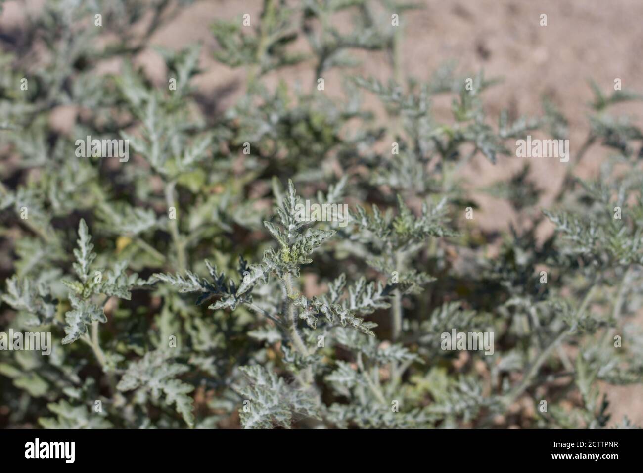 Foglie lobate verdi, borsa annuale, Ambrosia Acanthicarpa, Asteraceae, monoecie native annuali, Palme ventinine, deserto del Mojave Sud, Primavera. Foto Stock