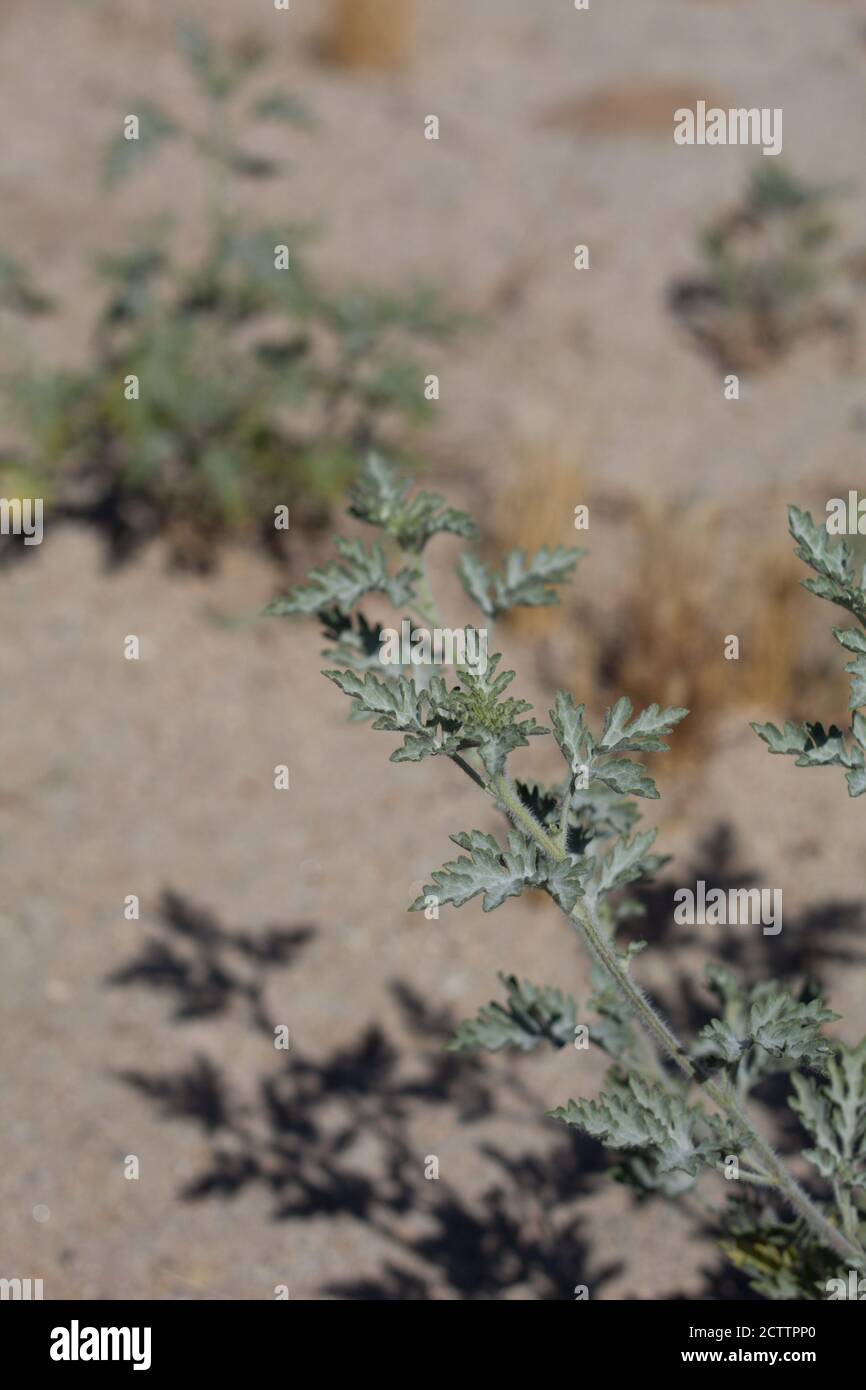 Foglie lobate verdi, borsa annuale, Ambrosia Acanthicarpa, Asteraceae, monoecie native annuali, Palme ventinine, deserto del Mojave Sud, Primavera. Foto Stock