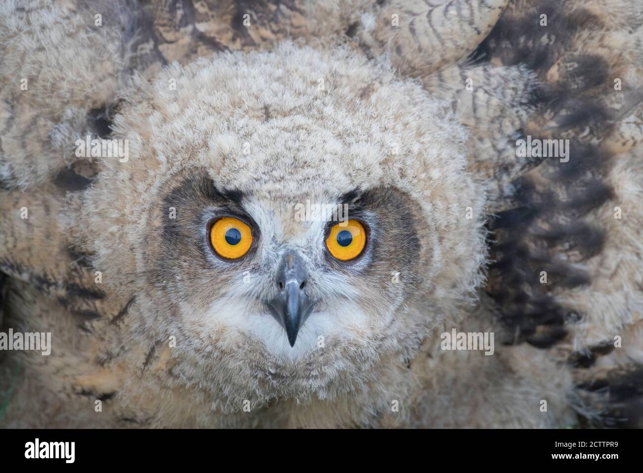 Gufo dell'aquila eurasiatica (Bubo bubo), ritratto di novellame. Foto Stock