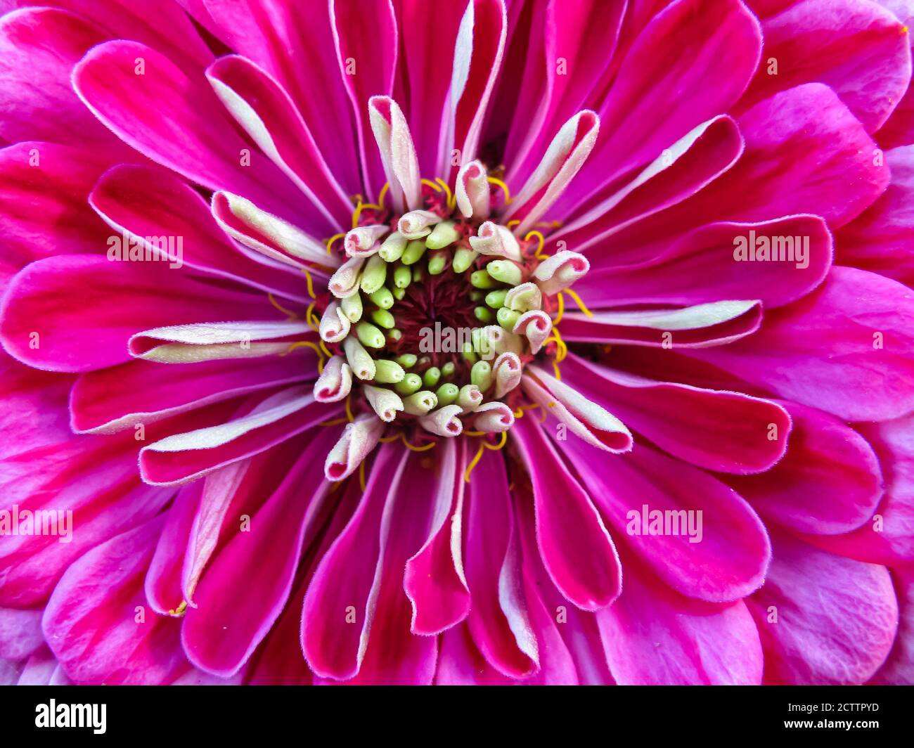 Un primo piano macro immagine di un fiore di zinnia con colori vivaci Foto Stock