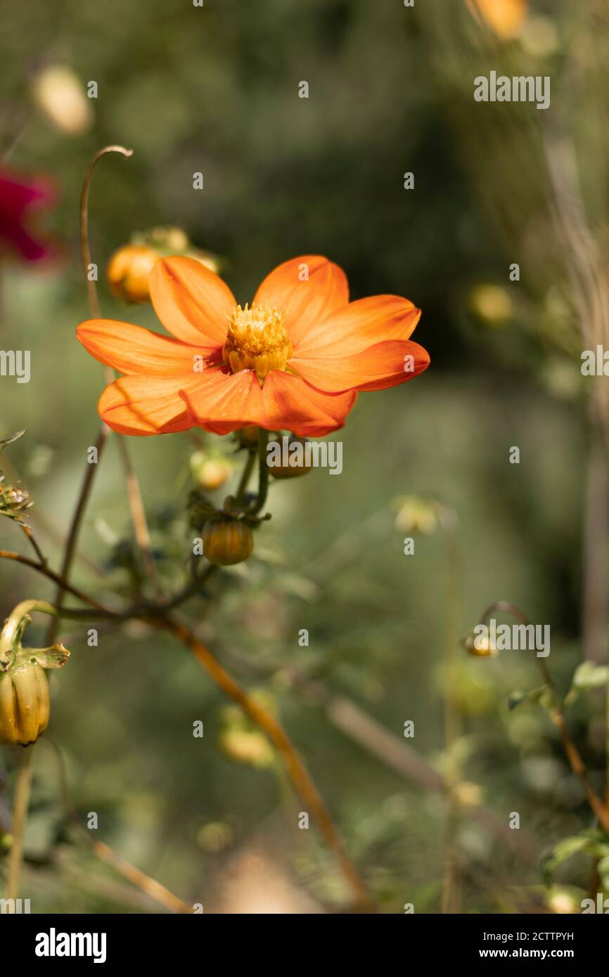 Eden Project fiori Foto Stock