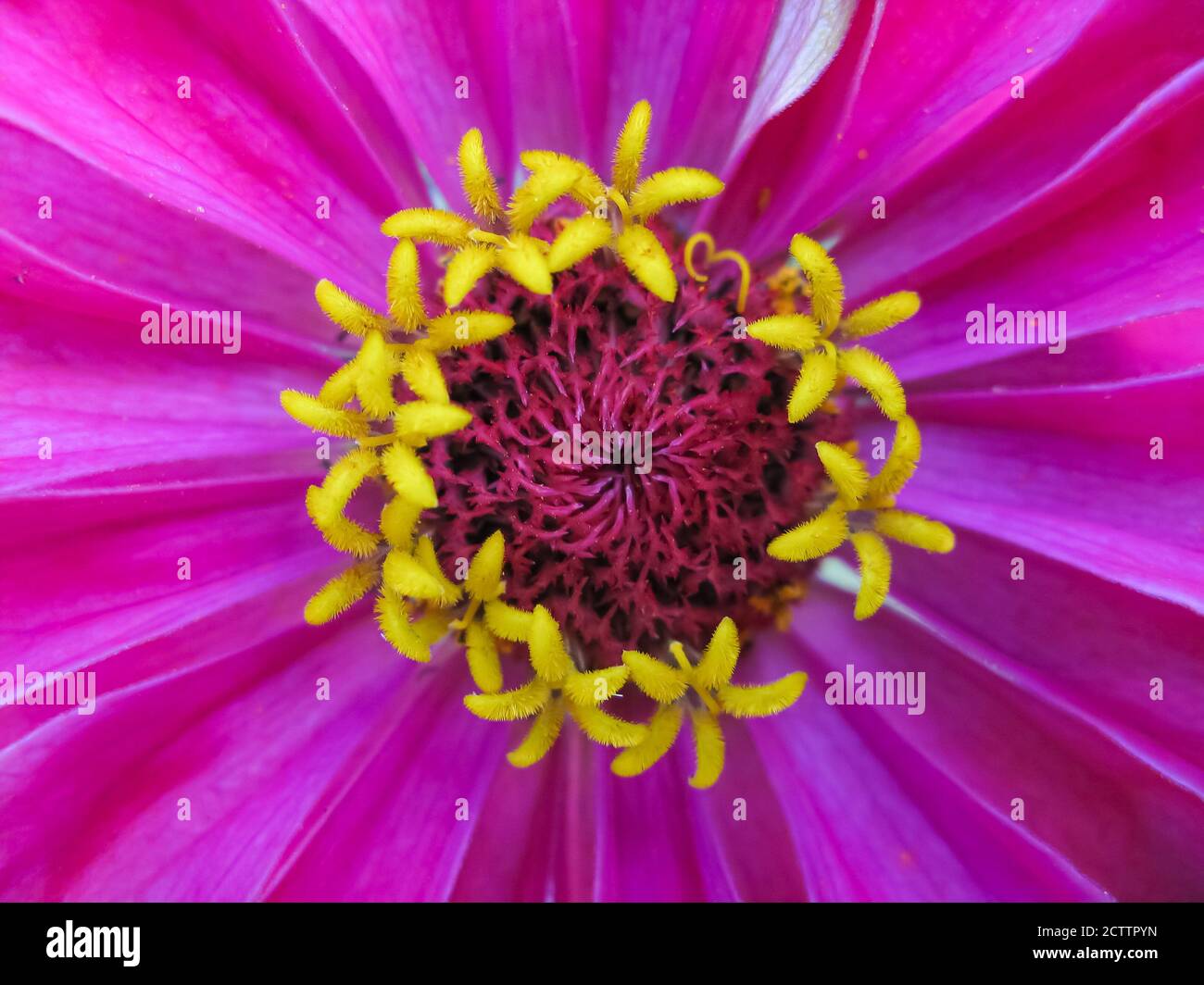 Un primo piano macro immagine di un fiore di zinnia con colori vivaci Foto Stock