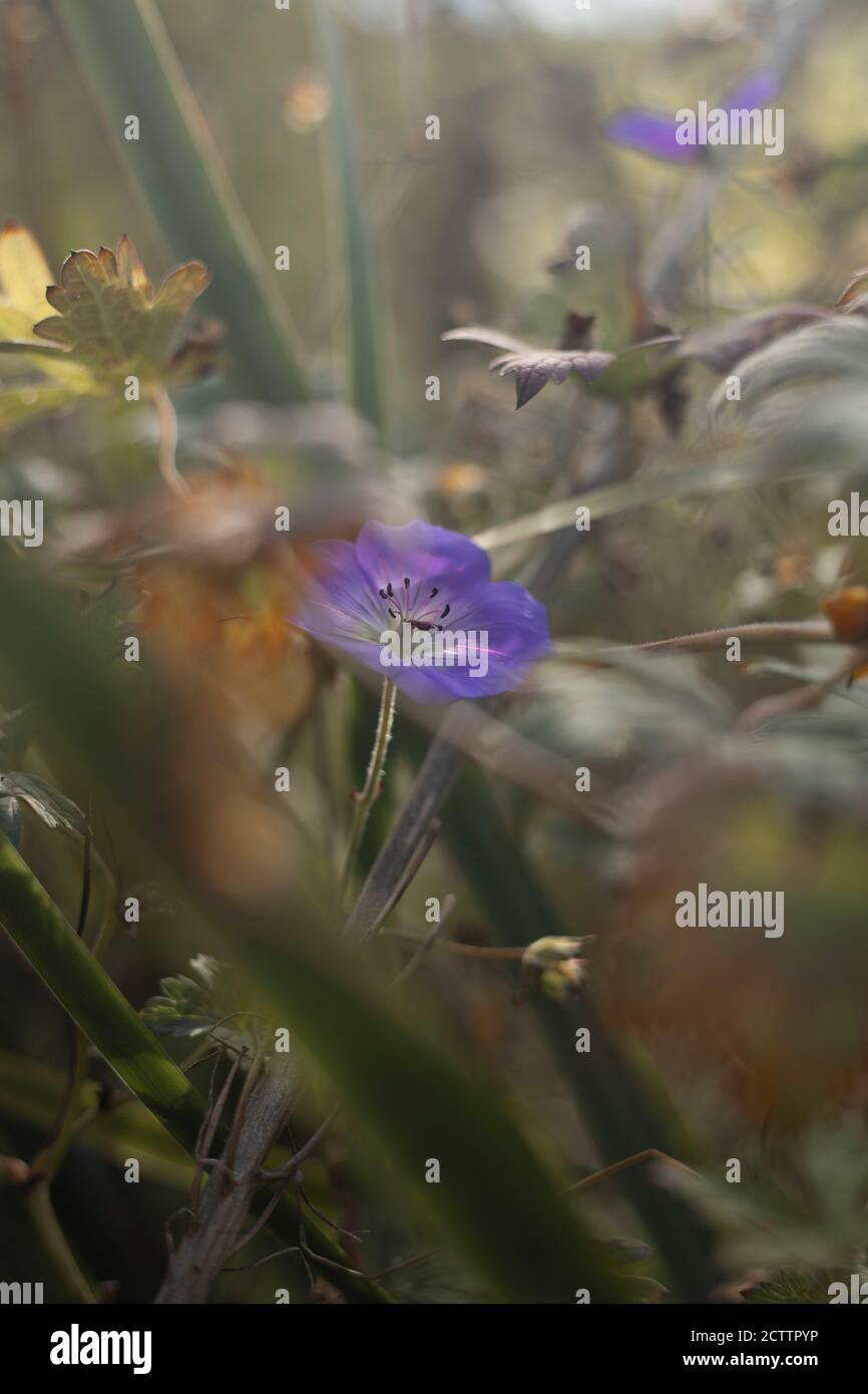 Eden Project fiori Foto Stock
