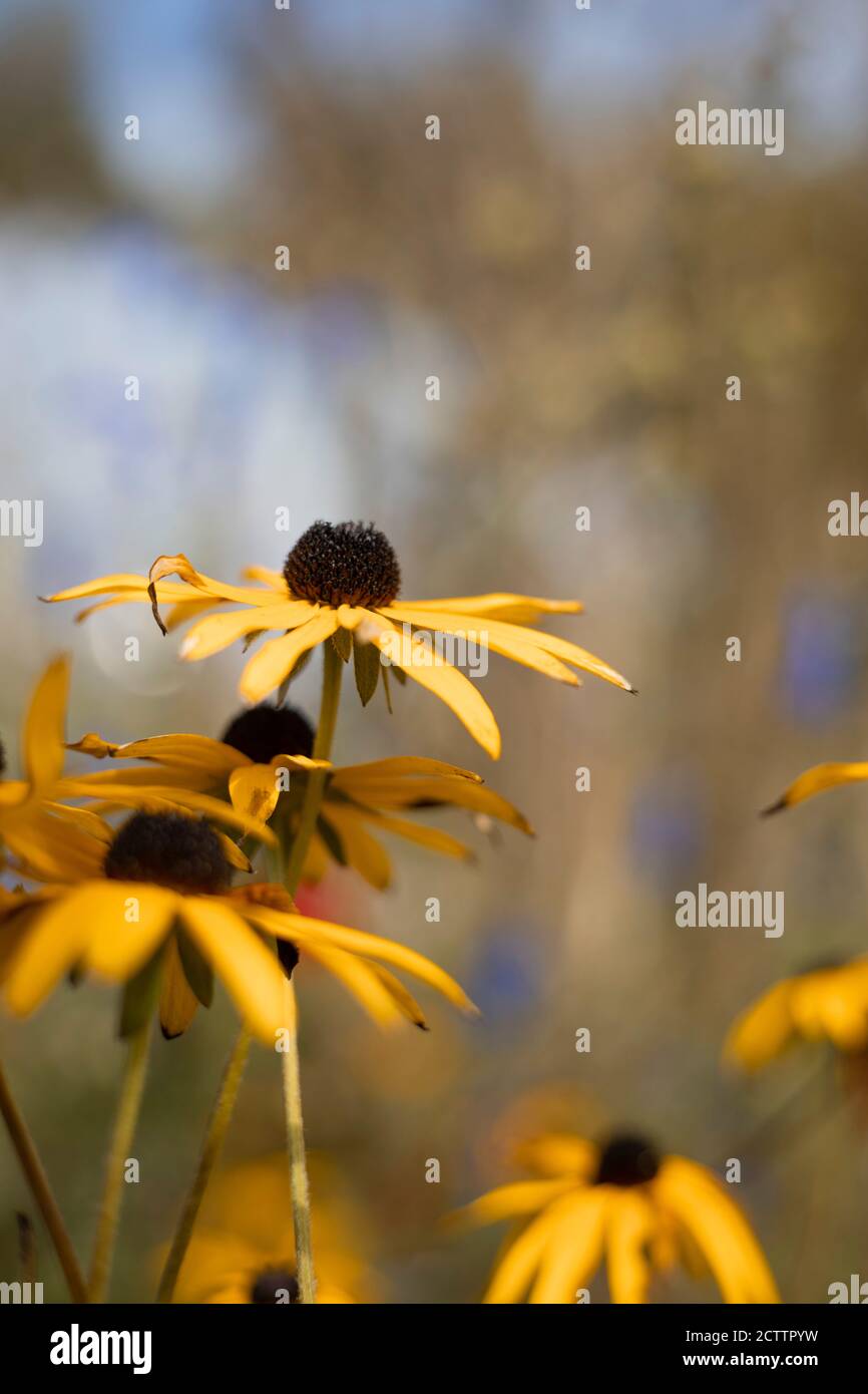 Fiori all'Eden Project Foto Stock