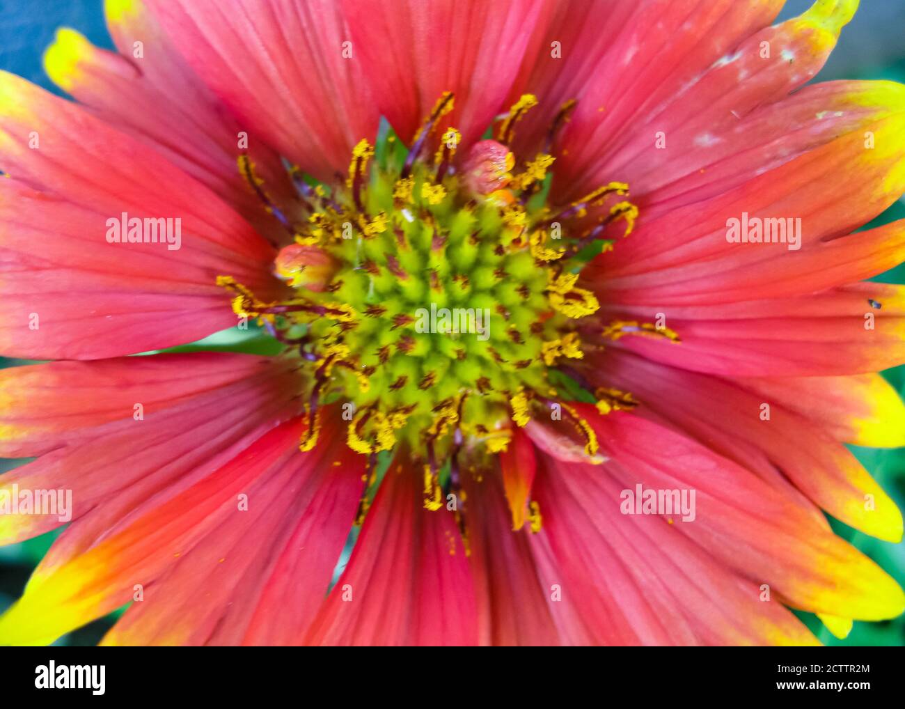 Un'immagine macro fuoco selettivo di un fiore dai colori vivaci Foto Stock