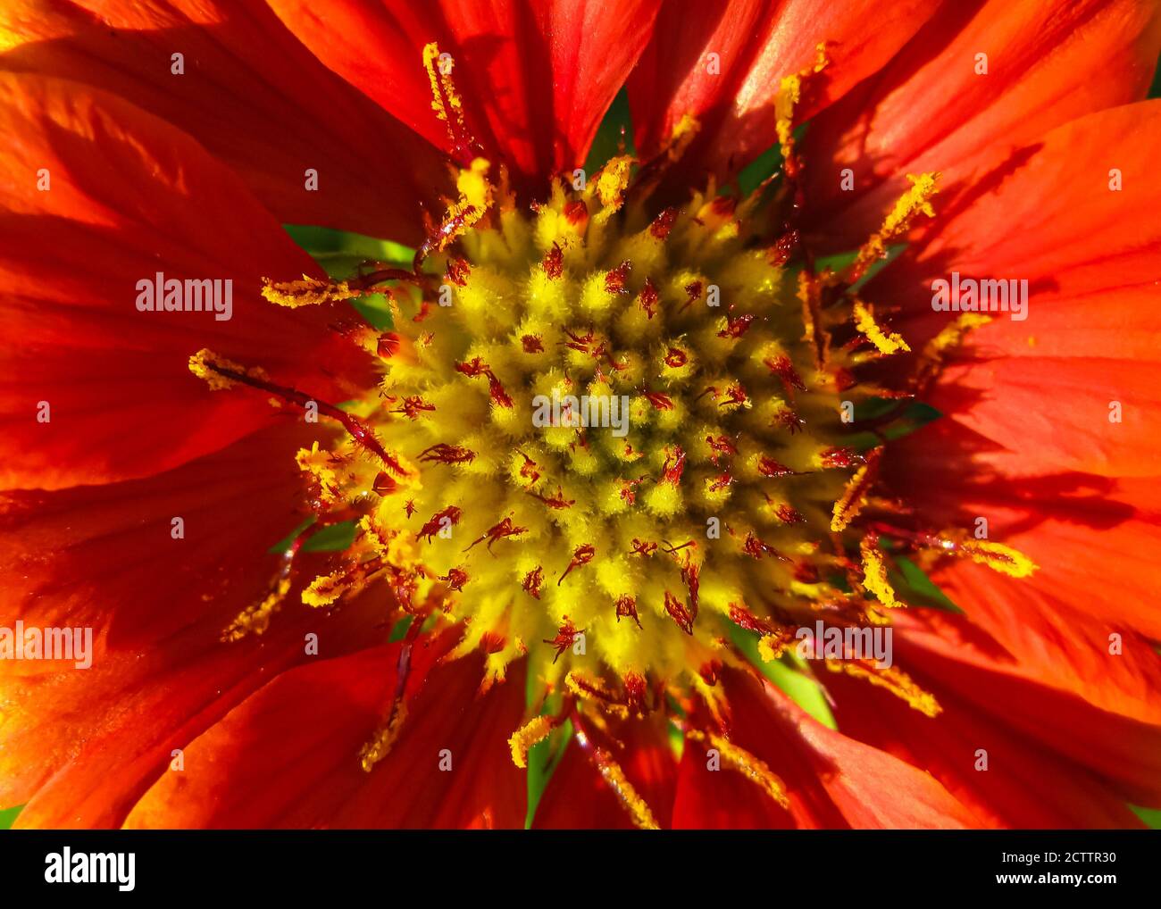 Un'immagine macro fuoco selettivo di un fiore dai colori vivaci Foto Stock