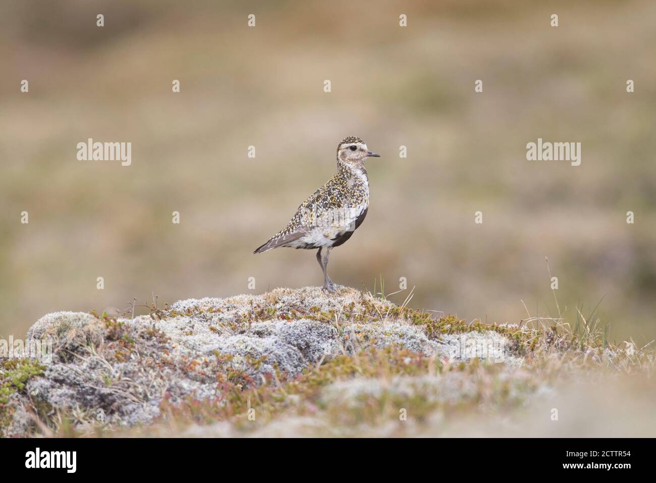 Golden Plover (Pluvialis albicaria), femmina adulta in piumaggio di riproduzione, in piedi su una roccia, Islanda Foto Stock