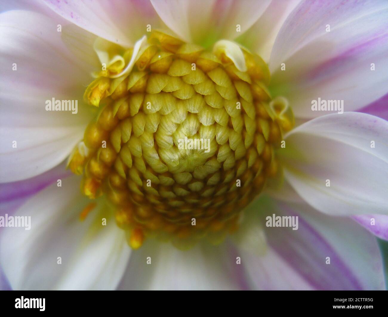 Una macro di messa a fuoco selettiva chiude un'immagine vibrante multicolore di un fiore con varietà di colori Foto Stock