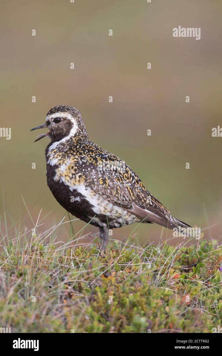 Golden Plover (Pluvialis albicaria), uomo adulto in piumaggio di riproduzione, in piedi sulla vegetazione durante la chiamata. Islanda Foto Stock