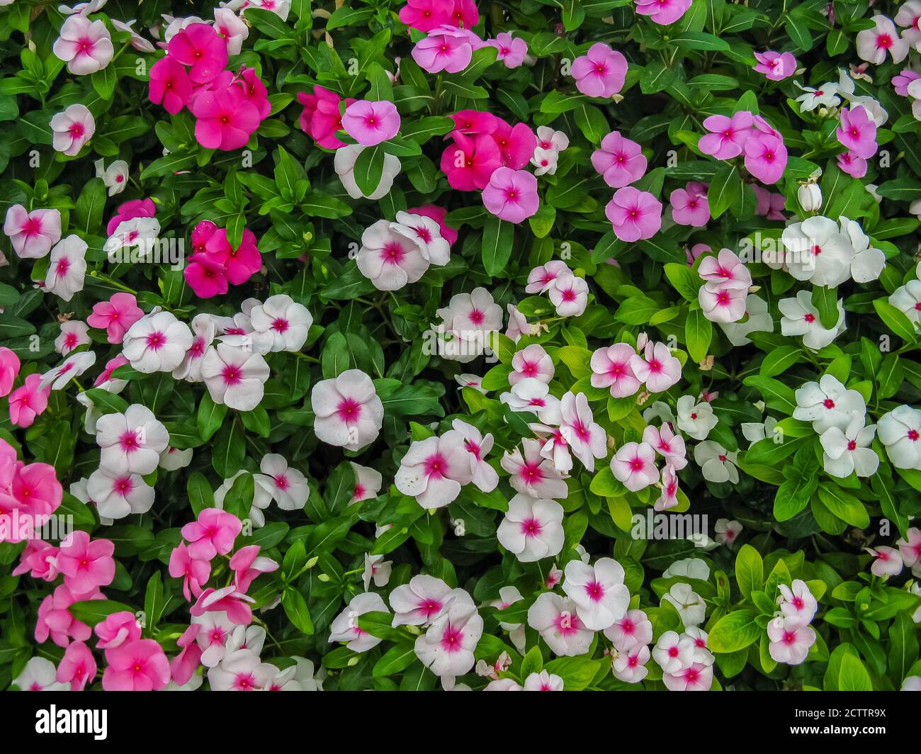 Fiori colorati che fioriscono in un giardino con una varietà di vivaci colori a Foto Stock