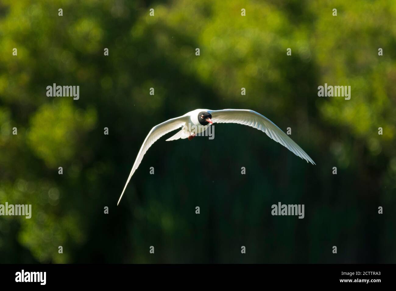 Un gabbiano mediterraneo in volo , Camargue , Francia Foto Stock