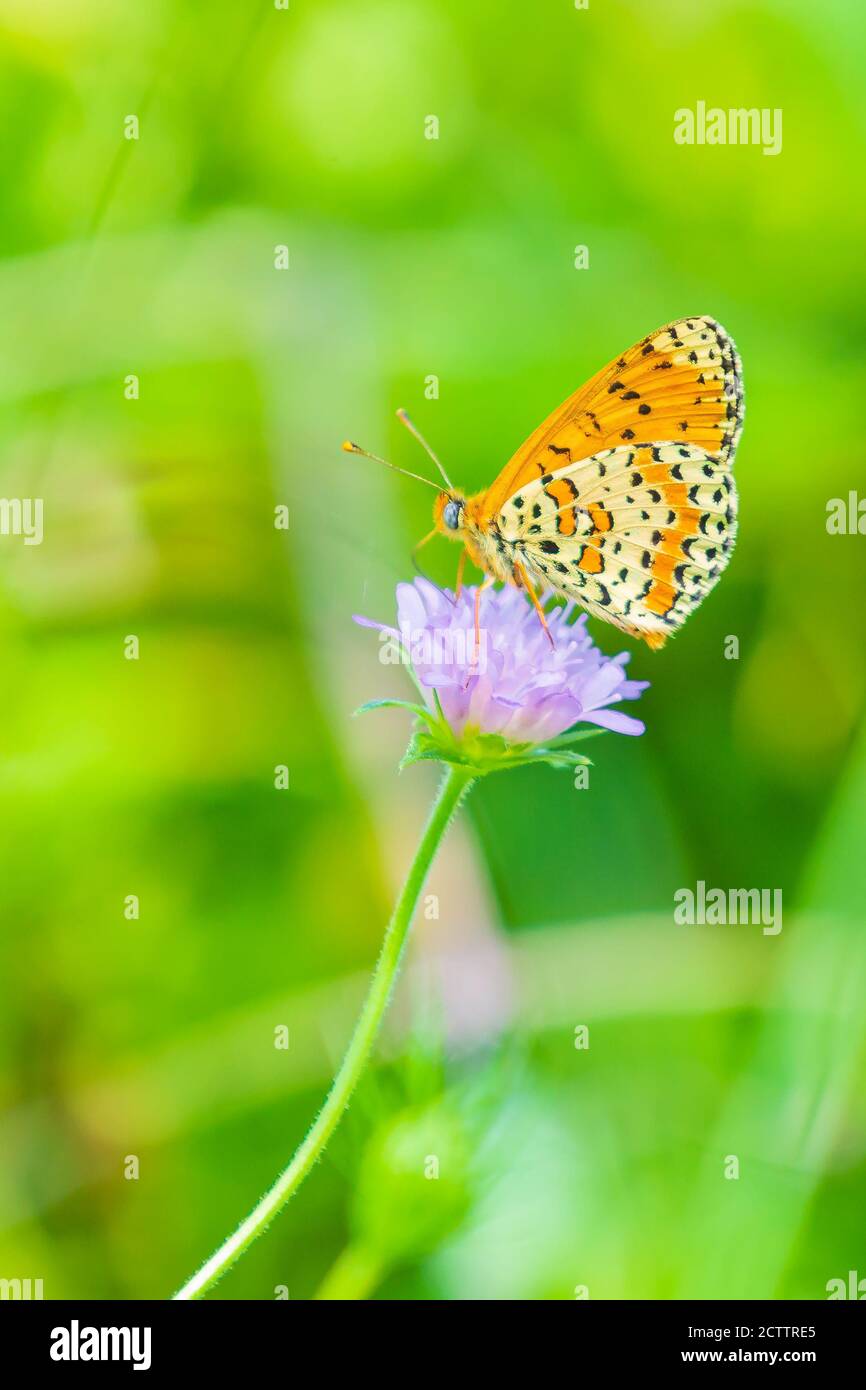 Melitaea didyma, rosso-band o fritillary spotted fritillary butterfly alimentazione sul polline dei fiori in una vibrante prato Foto Stock