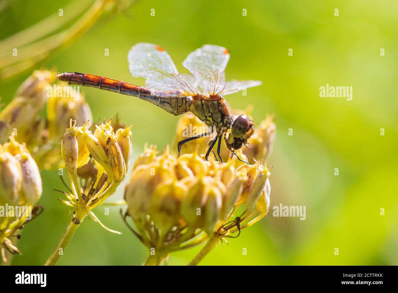 Sympetrum vulgatum, vagabonda darter, closeup mangiare prede in una giornata di sole Foto Stock