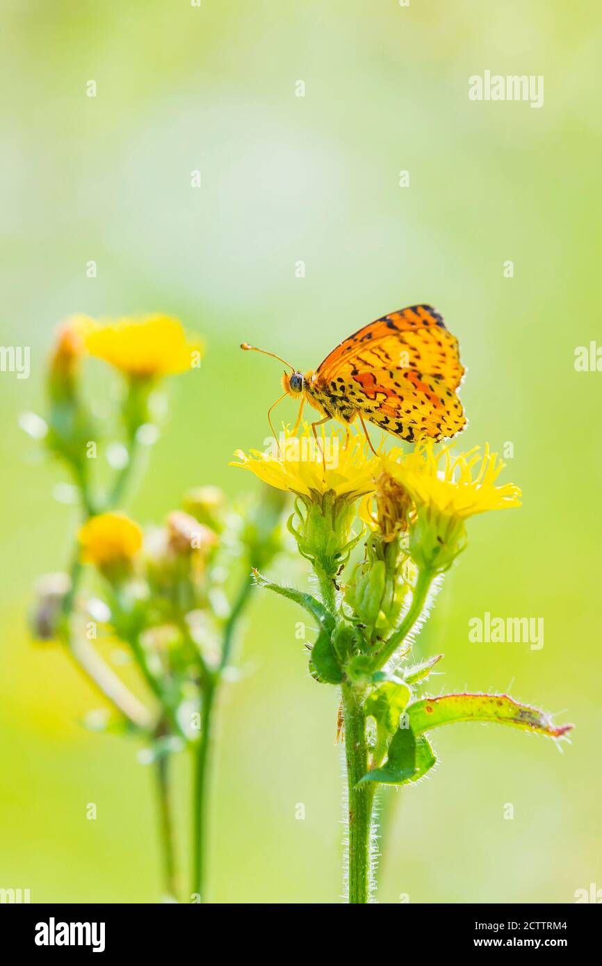 Melitaea didyma, Red-band fritillary o spotted farfalla fritillary che si nutrono di fiori in un colorato prato verde Foto Stock