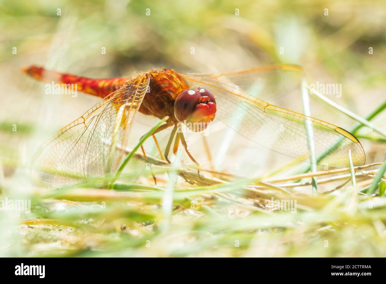 Scarlatto libellula maschio, Crocotemis eritraea, rosso luminoso poggiato a terra. Messa a fuoco selettiva Foto Stock