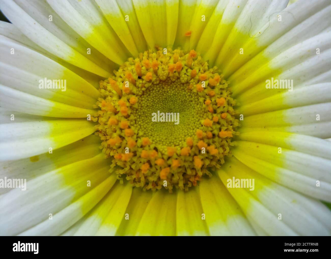 Una macro di messa a fuoco selettiva chiude un'immagine vibrante multicolore di un fiore con varietà di colori Foto Stock