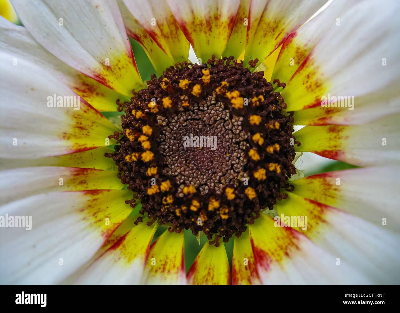 Una macro di messa a fuoco selettiva chiude un'immagine vibrante multicolore di un fiore con varietà di colori Foto Stock
