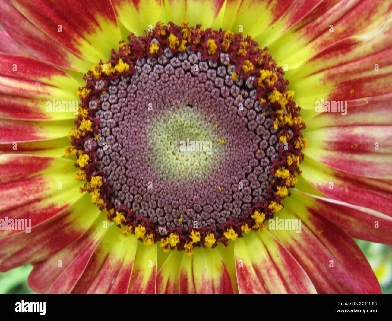 Una macro di messa a fuoco selettiva chiude un'immagine vibrante multicolore di un fiore con varietà di colori Foto Stock