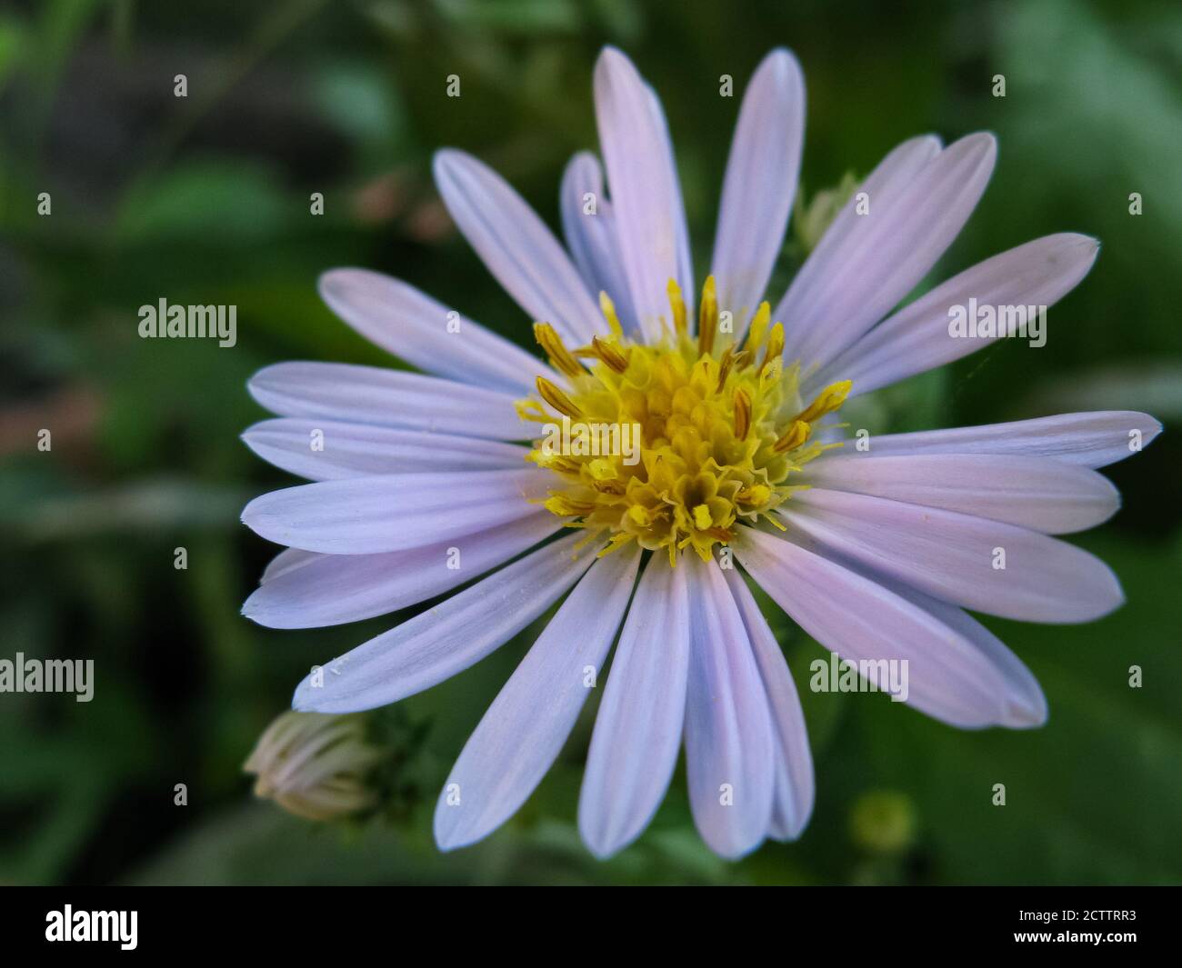 Una macro di messa a fuoco selettiva chiude un'immagine vibrante multicolore di un fiore con varietà di colori Foto Stock