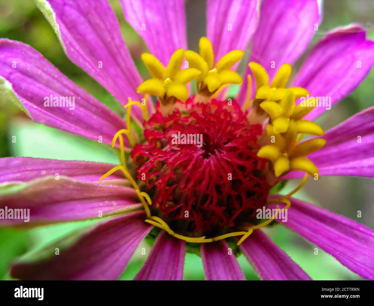 Fuoco selettivo immagine macro di un fiore di zinnia con vibrante colori e sfondo verde sfocato Foto Stock